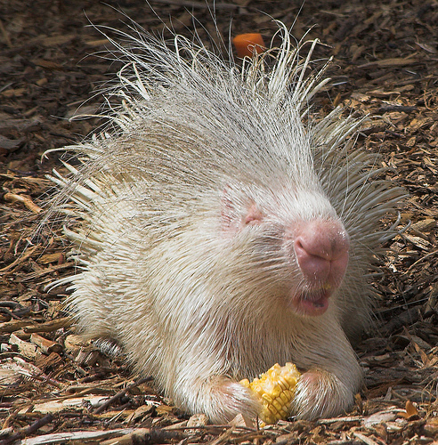 albino-porcupine1.jpg