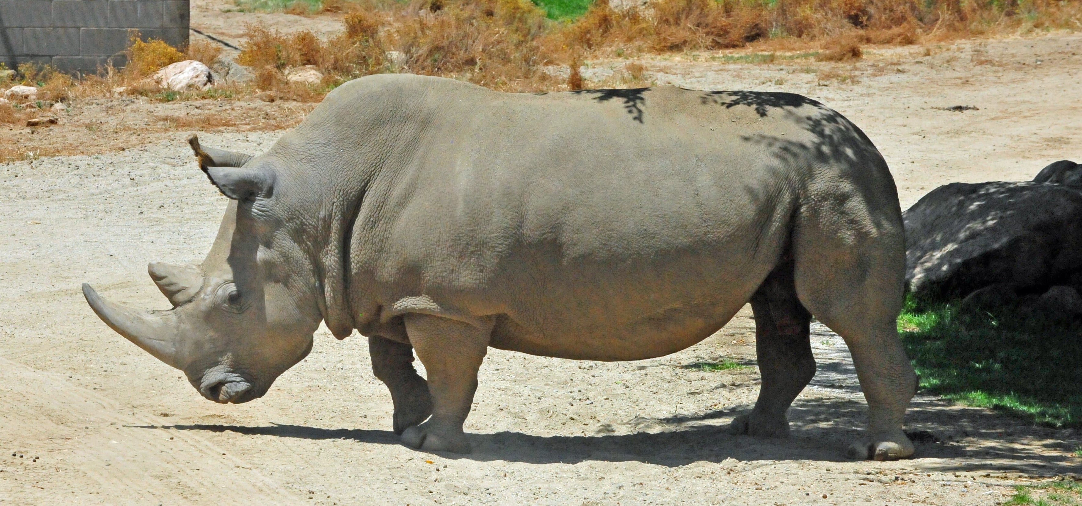 Белый носорог сколько осталось. Белый носорог (Ceratotherium simum). Северный носорог вымер. Северный белый носорог вымер. Белый носорог вымер.